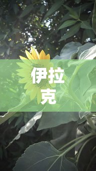 伊拉克
