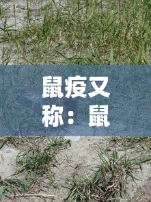鼠疫又称：鼠疫也叫什么
