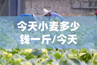 今天小麦多少钱一斤/今天小麦多少钱一斤山东德州