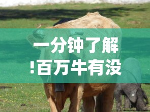 一分钟了解!百万牛有没有挂[真的有挂]