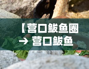 【营口鲅鱼圈 → 营口鲅鱼圈在哪里】