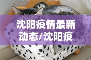 沈阳疫情最新动态/沈阳疫情最新动态数据