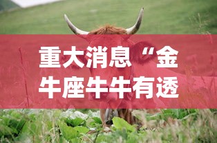 重大消息“金牛座牛牛有透视挂吗”(必胜开挂神器)