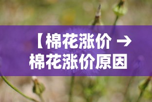 【棉花涨价 → 棉花涨价原因】