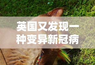 英国又发现一种变异新冠病毒（英国发现变异新型冠状病毒）