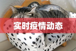 实时疫情动态