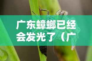 广东蟑螂已经会发光了（广东蟑螂怎么那么大）