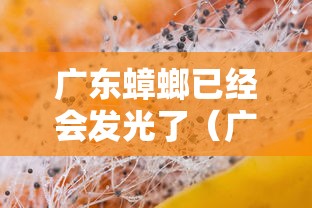 广东蟑螂已经会发光了（广东蟑螂怎么那么大）
