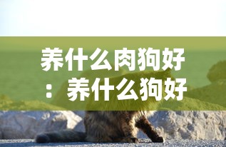 养什么肉狗好：养什么狗好 知乎