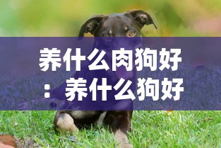 养什么肉狗好：养什么狗好 知乎