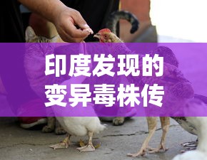 印度发现的变异毒株传入非洲/印度变异毒株传播
