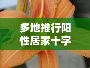 多地推行阳性居家十字花隔离