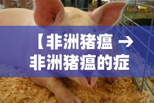 【非洲猪瘟 → 非洲猪瘟的症状及治疗】
