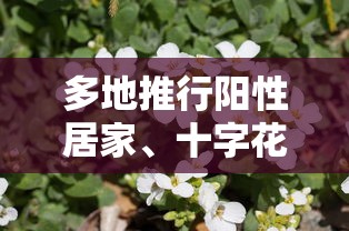 多地推行阳性居家、十字花隔离 · 十字隔离骨架