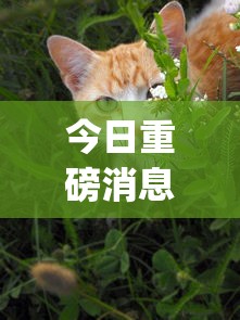 今日重磅消息“微乐四川麻将有没有挂 百度知道”(曝光透视必备猫腻)