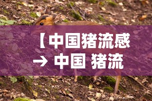 【中国猪流感 → 中国 猪流感】