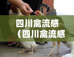 四川禽流感（四川禽流感最新疫情）