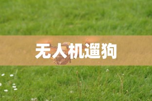 无人机遛狗 无人机遛狗
